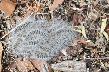 Processionary Catepillars (Ochrogaster lunifer), South Australia