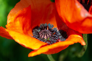 A single poppy flower on a tall stem among tall green grass along with a single poppy capsule or bud. The bright orange bloom has four papery petals and a deep purple stamen forming a whorl.