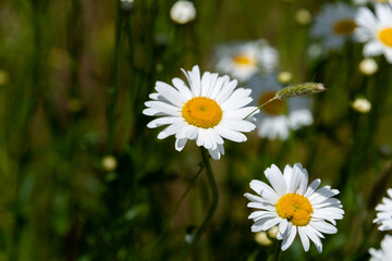 A macro of a field of summer daisy flowers blooming in a bunch. The white flower has long petals with a large bright yellow center. The wildflowers are on long green stems among the green grass.