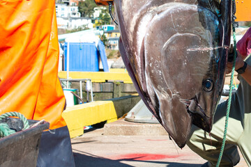 A large fresh catch of Atlantic bluefin tuna hangs ikejime style for gutting, cleaning, and...