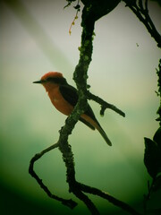 red bird on a branch