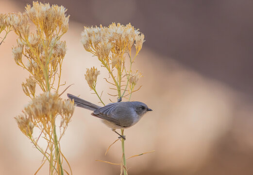 A close-up of a bushtit bird perched on the stem of a flower in Zion National Park in Utah during autumn. 