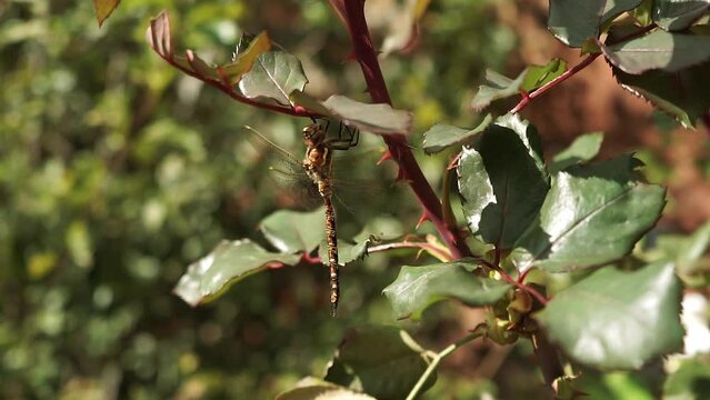 Libelula descansando en una rosa. Concepto de animales y naturaleza.