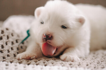 cute and funny samoyed puppies eat milk from a bottle and sleep at home on a soft sofa