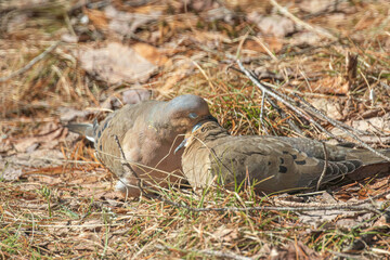Mourning Doves allopreening, courtship neck preening
