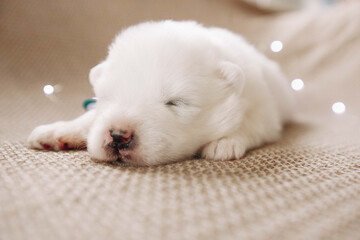 Fototapeta na wymiar cute and funny samoyed puppies eat milk from a bottle and sleep at home on a soft sofa