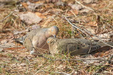 Mourning Doves allopreening, courtship neck preening