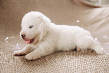 cute and funny samoyed puppies eat milk from a bottle and sleep at home on a soft sofa