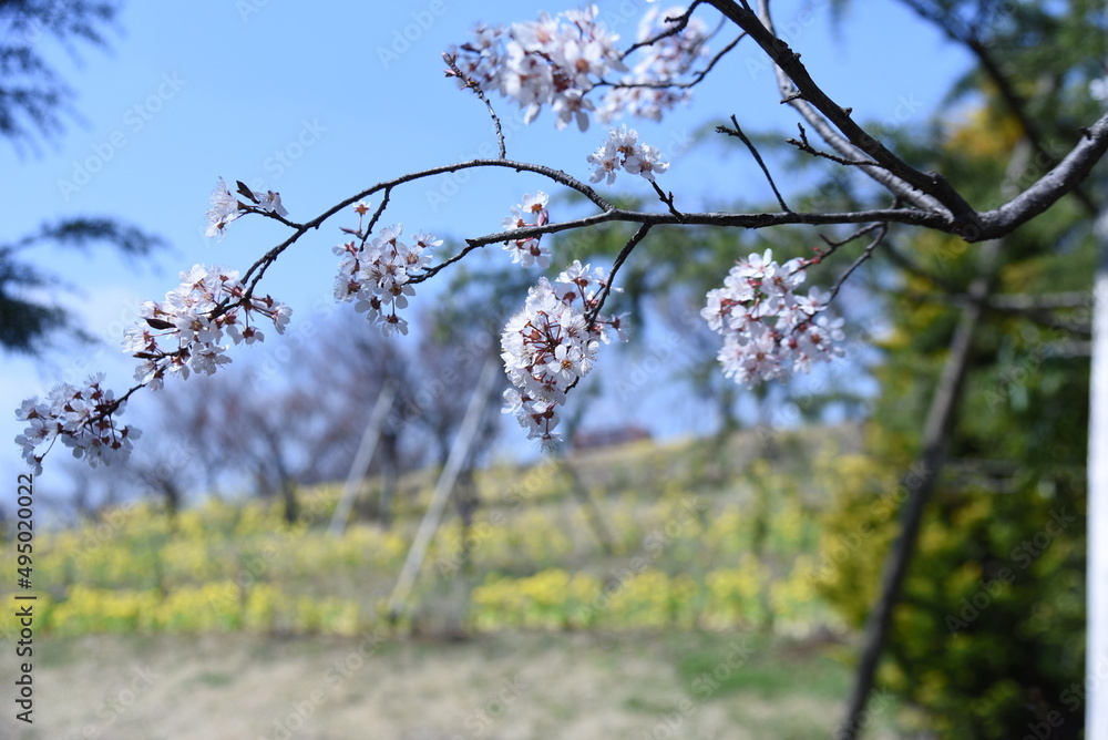 Wall mural Prunus cerasifera blossoms. Rosceae decisuous tree. From March to April, five-petaled white flowers bloom at the same time as the magenta leaves. 