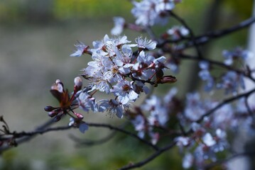 Prunus cerasifera blossoms. Rosceae decisuous tree. From March to April, five-petaled white flowers bloom at the same time as the magenta leaves. 