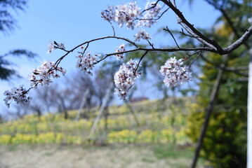 Prunus cerasifera blossoms. Rosceae decisuous tree. From March to April, five-petaled white flowers bloom at the same time as the magenta leaves. 