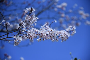 Prunus cerasifera blossoms. Rosceae decisuous tree. From March to April, five-petaled white flowers bloom at the same time as the magenta leaves. 