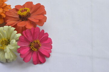 zinnia flower blooming on a white background.