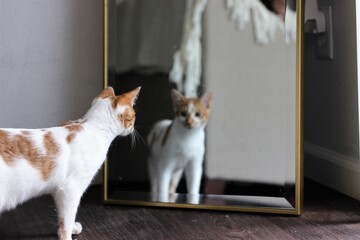Orange White Short Hair Domestic Cat Kitten Staring in Large Mirror