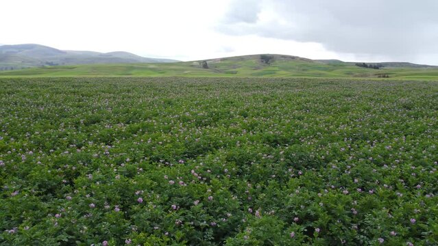 Campos de papa. Flor de papa en campos verdes.