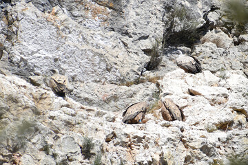 Four Griffon Vultures (Gyps fulvus) perched on a cliff face in the south of France in the Aude department. The birds appear camouflaged against the rock while basking in the hot sun.