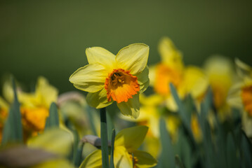 Closeup of yellow daffodils in a public garden