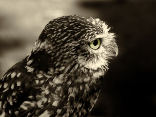 sepia toned close up of the head of a little owl in close up profile