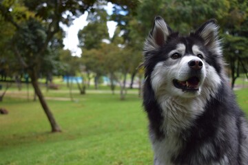 Obraz premium Alaskan Malamute