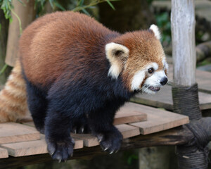 The red panda, Ailurus fulgens, also known as the lesser panda.