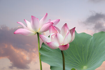 Blooming pink lotus flower or Nelumbo nucifera in the pond. It known as Indian lotus, sacred lotus...