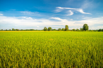 Beautiful rice fields in the countryside of Thailand. Nature landscape, agriculture industry concept.