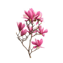 Pink magnolia flowers isolated on white background © xiaoliangge