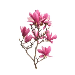 Fototapeten Pink magnolia flowers isolated on white background © xiaoliangge