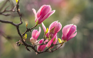 Fototapeta na wymiar pink magnolia flower spring branch in garden