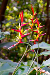 Red wild heliconia flowers on Kauai island in Hawaii, United States