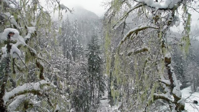 Drone Flying by Unique Tree Moss to Reveal Winter Landscape