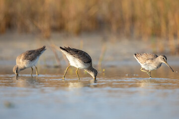 Sandpipers on the Beach
