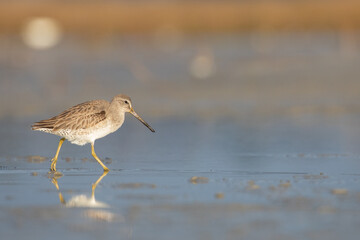 Sandpipers on the Beach