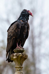 Turkey Vulture