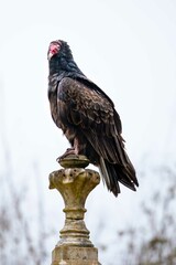 Turkey Vulture
