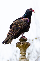 Turkey Vulture