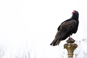 Turkey Vulture