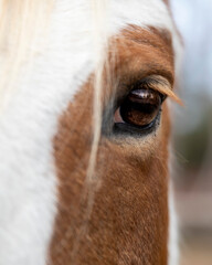 Horse eye