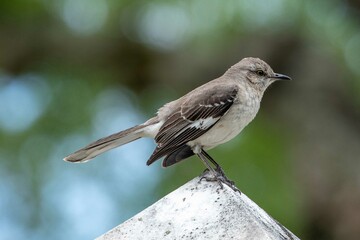 Northern Mockingbird Perched on a Statue