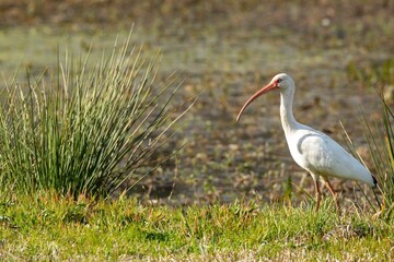 White Ibis