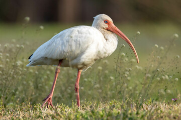 White Ibis