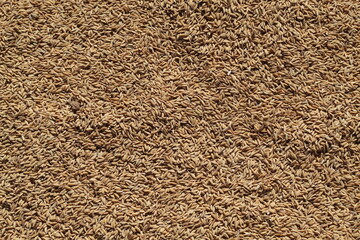 rice seeds that have not been milled belonging to local farmers who are drying in the hot sun