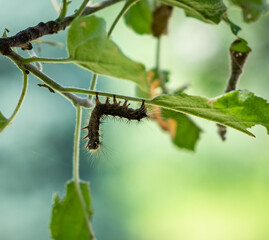 Hanging Caterpillar