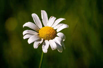 Flower in the Sun