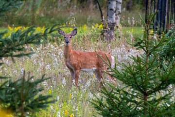 Deer in the Meadow