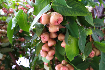 Wax apple, ava apple, rose apple on the tree.
