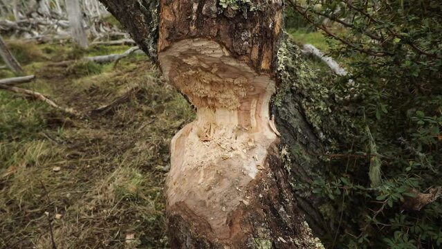 Wildlife. Tree trunk bitten by a beaver. 