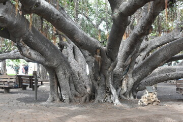 vines trees and roots with etching into the bark