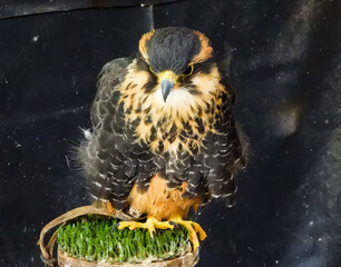 golden and brown baby falcon perched. Falconry