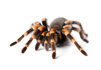 Scary tarantula spider on white background